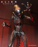 Pre-Order (Deposit) - NECA Alien Romulus Ultimate Scorched Alien Xenomorph Figure