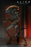 Pre-Order (Deposit) - NECA Alien Romulus Ultimate Scorched Alien Xenomorph Figure